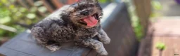 Mixed Breed dogs for sale: Midnight - Ad 3