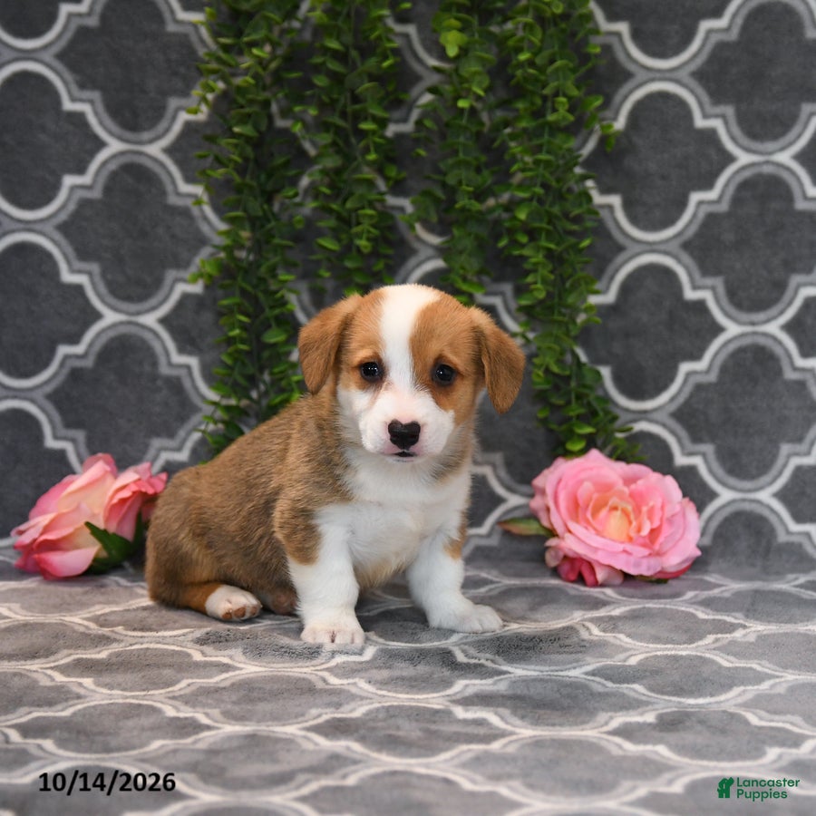 Welsh Corgi Pembroke dogs Princess - Ad 1