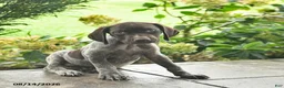 German Shorthaired Pointer dogs for sale: Daisy  - Ad 1