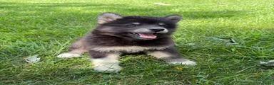 Mixed Breed 1
