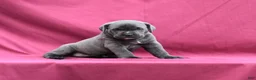 Cane Corso dogs for sale: Enzo - Ad 3