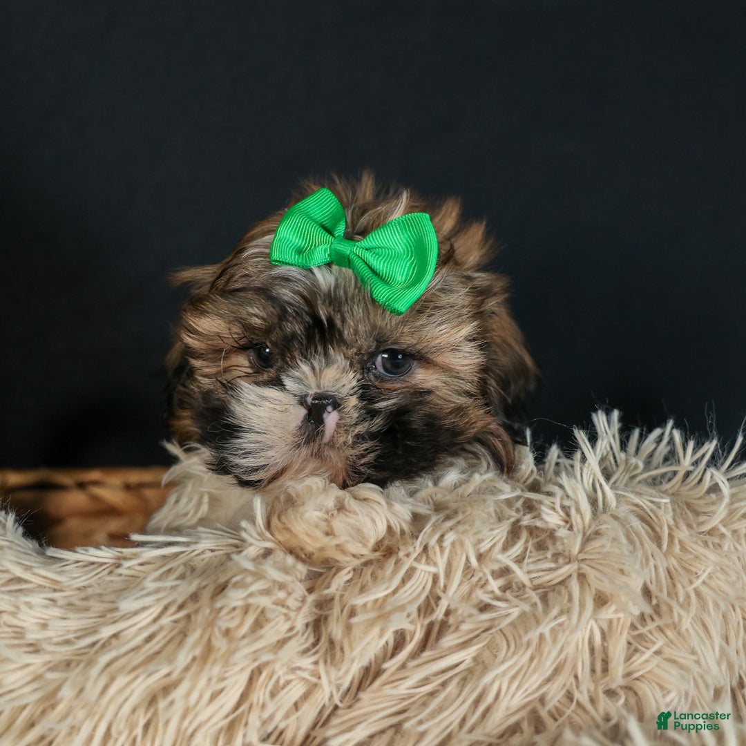 Shih Tzu dogs for sale: RUSTY - Ad 12