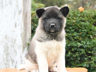 Akita dogs - Ad 5