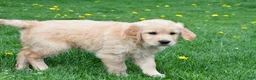 Golden Retriever dogs for sale: Diesel - Ad 6