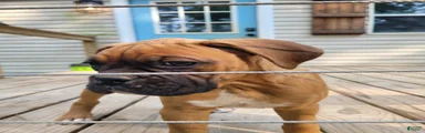 Boxer Puppy 5