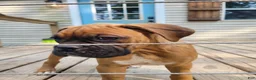 Boxer dogs for sale: Boxer Puppy 5 - Ad 1