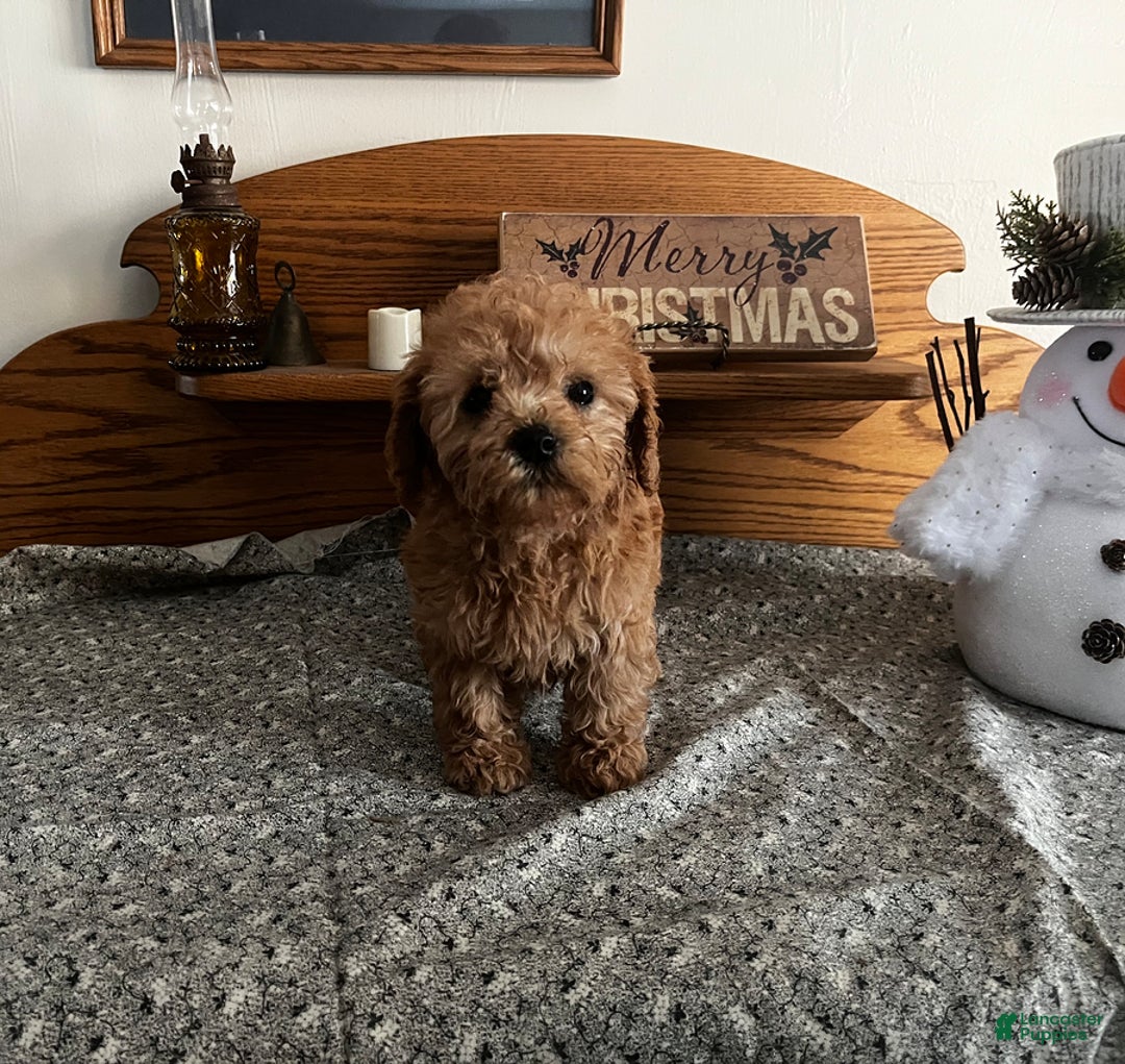 Toy Poodle dogs for sale: Jess - Ad 2