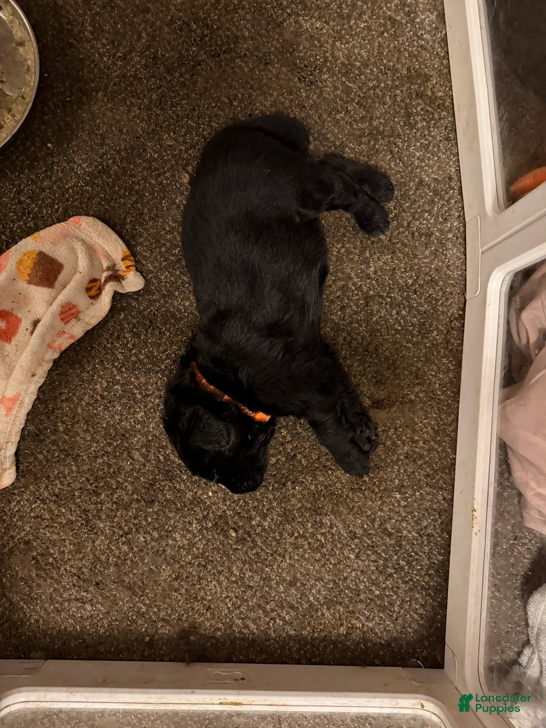 Newfoundland dogs for sale: Newfoundland Puppy 1 Hades - Ad 1