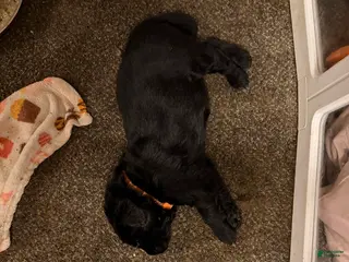 Newfoundland dogs Newfoundland Puppy 1 Hades - Ad 19