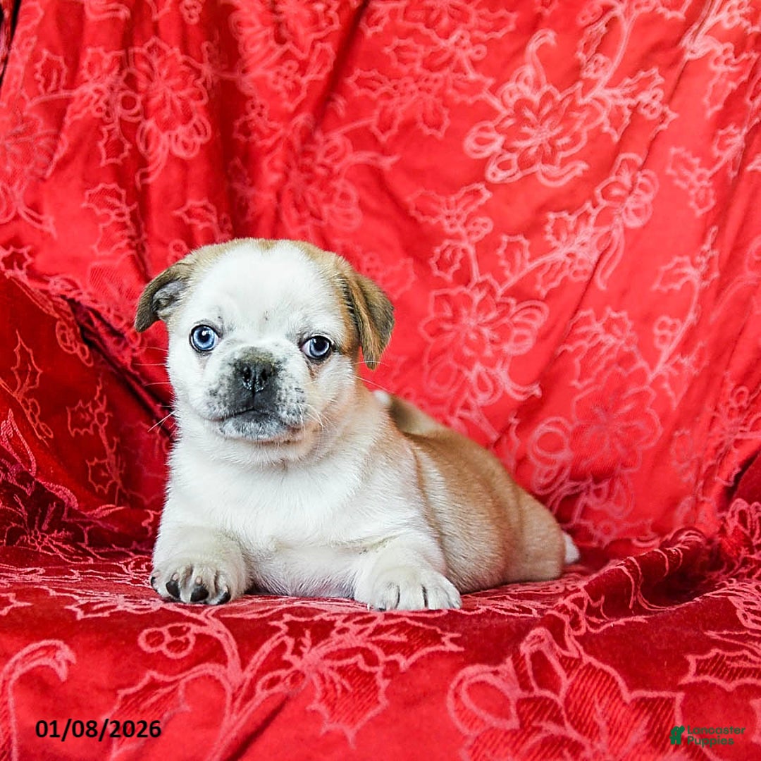 Jug dogs for sale: Lacy - Ad 3