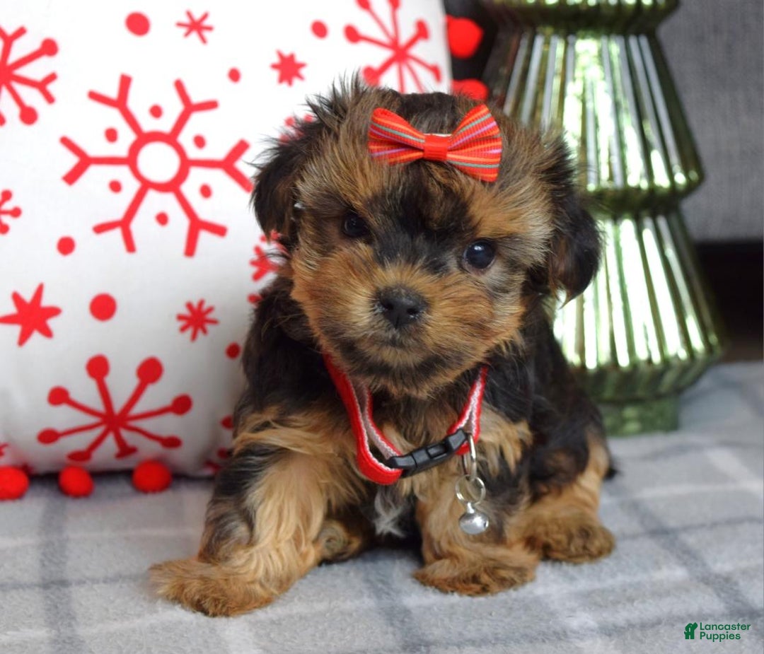 Yorkshire Terrier dogs for sale: Greta - Ad 2
