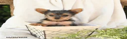Yorkshire Terrier dogs for sale: Bella   - Ad 4