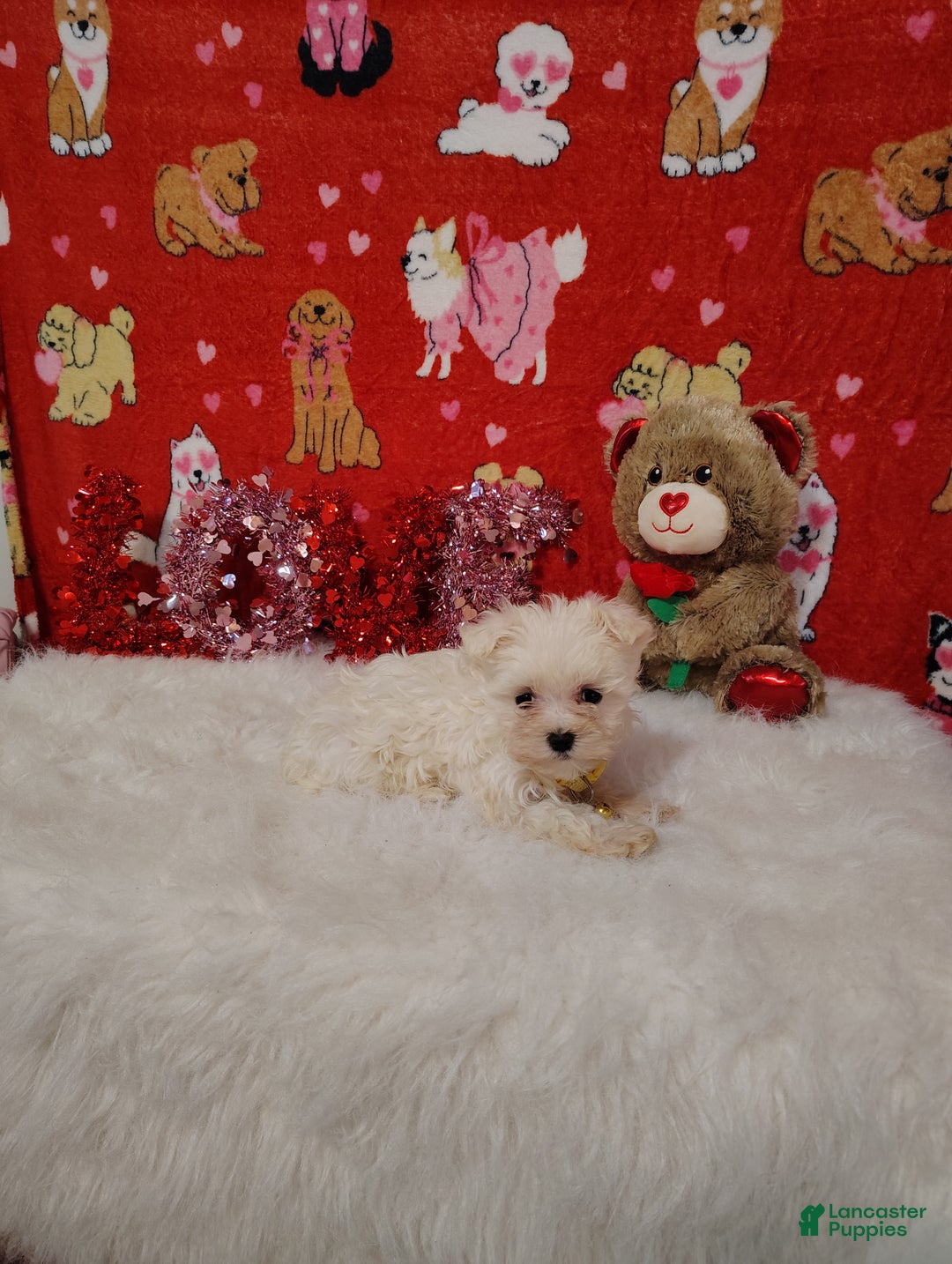 Maltese dogs for sale: Emma - yellow  - Ad 4