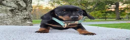 Miniature Dachshund dogs for sale: Poppy  - Ad 4