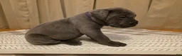 Cane Corso dogs for sale: Cane Corso Puppy 7 - Ad 1