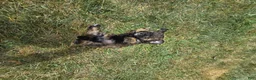 Shihpoo dogs for sale: Marbles - Ad 9