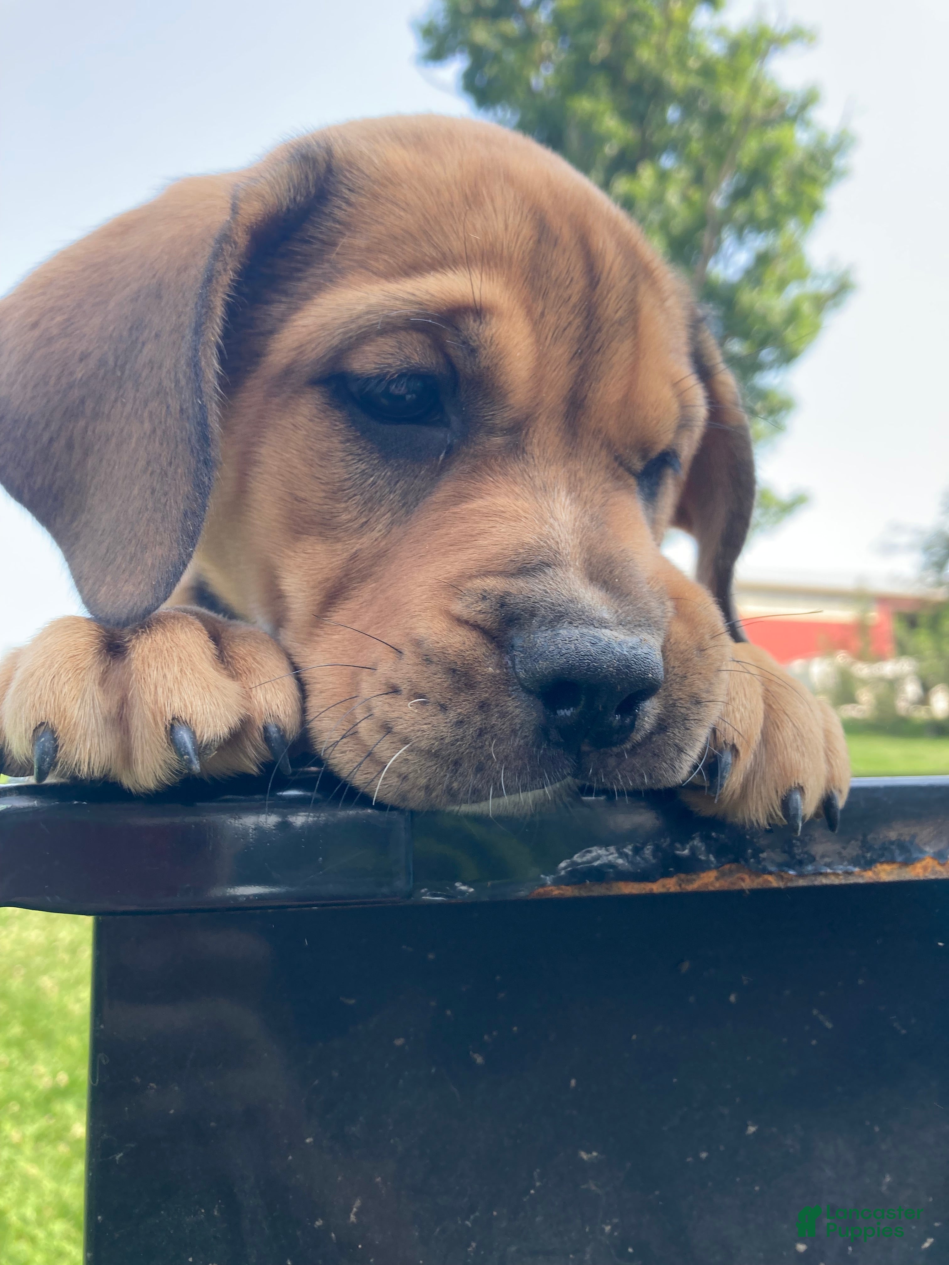 Mixed Breed dogs Maddie - Ad 7