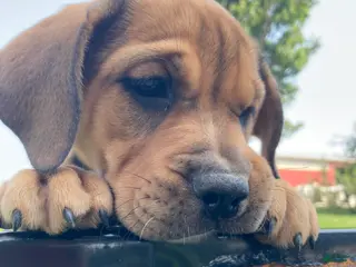 Mixed Breed dogs Maddie - Ad 32