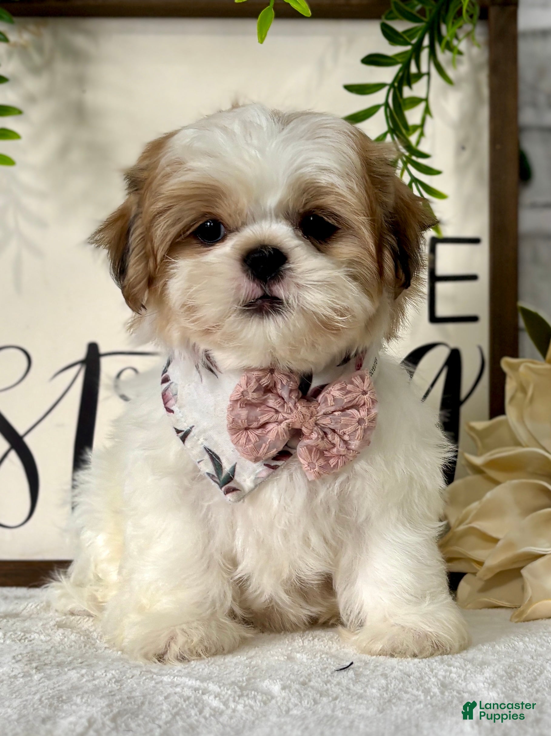 Shih Tzu dogs Bonita - Ad 23