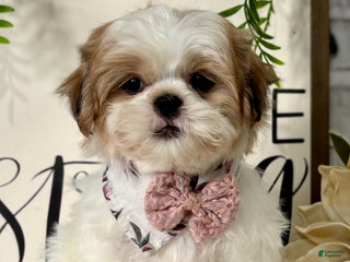 Shih Tzu dogs for sale: Bonita - Ad 4