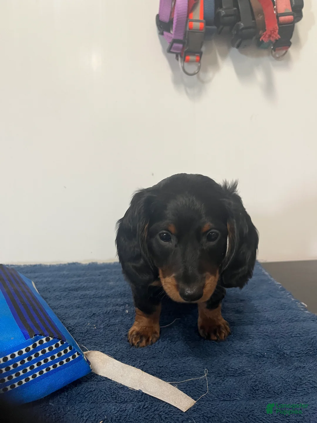 Miniature Dachshund dogs for sale: Graham  - Ad 2