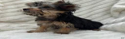 Yorkshire Terrier dogs for sale: Vinny - Ad 6