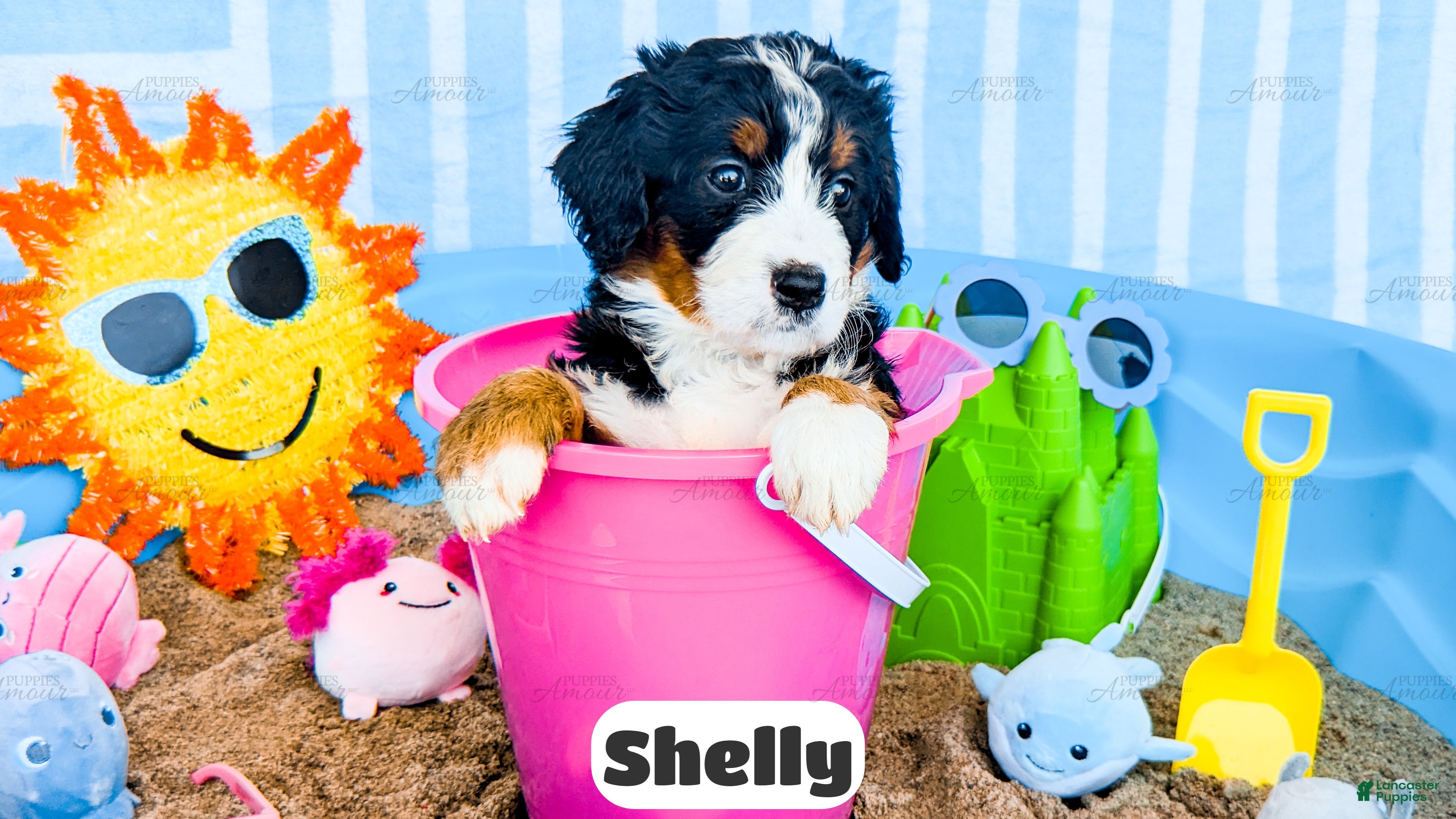Bernedoodle dogs Shelly - Ad 1