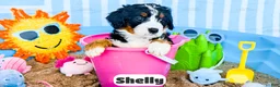Bernedoodle dogs for sale: Shelly - Ad 1