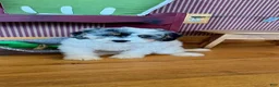 Mini Bernedoodle dogs for sale: Bee - Ad 2