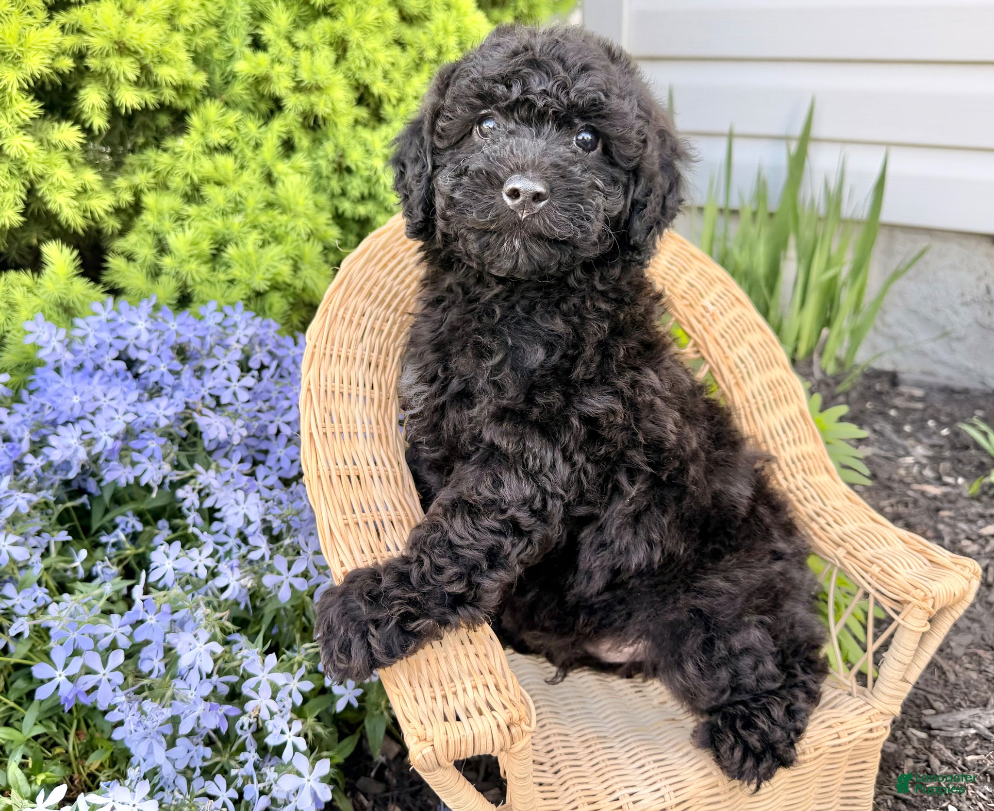 Shihpoo dogs Russell - Ad 1