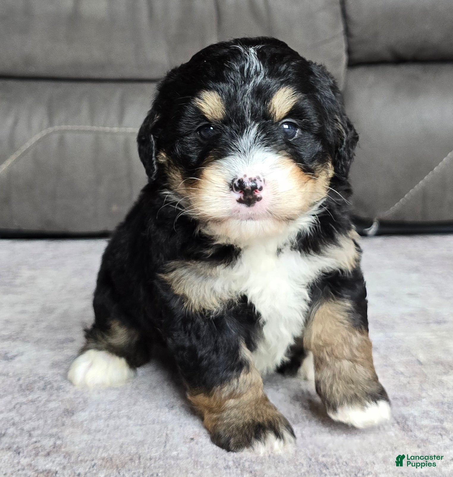 Mini Bernedoodle dogs Mini Willow - Ad 1