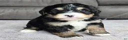 Mini Bernedoodle dogs for sale: Mini Willow - Ad 1