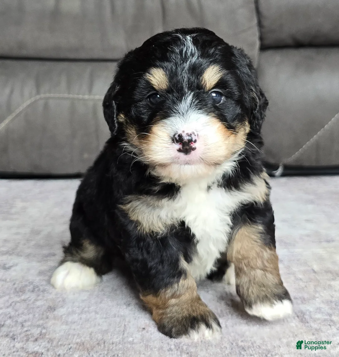 Mini Bernedoodle dogs for sale: Mini Willow - Ad 1