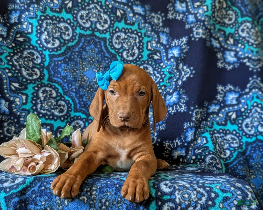 Vizsla dogs for sale: Kami - Ad 6