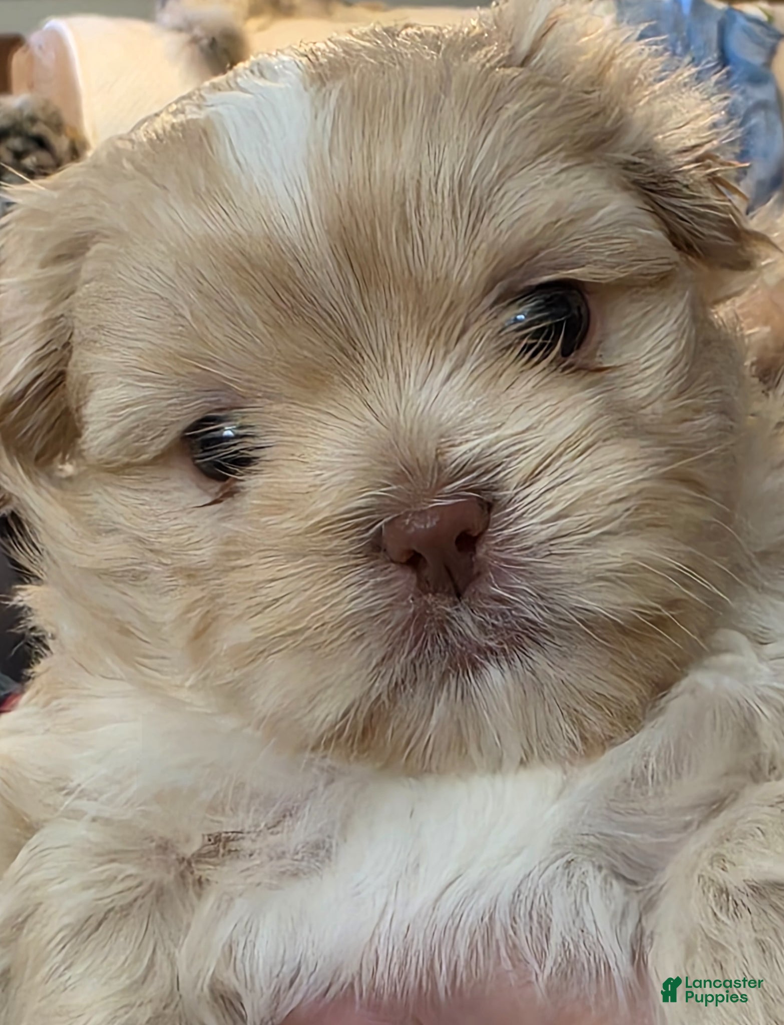 Mixed Breed dogs Mixed Breed Puppy 1 - Ad 7