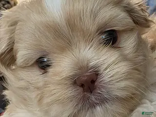 Mixed Breed dogs Mixed Breed Puppy 1 - Ad 38