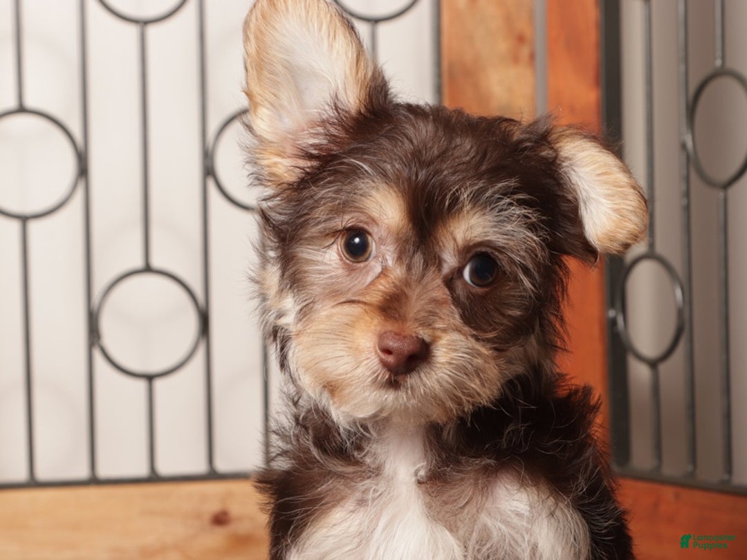 Yorkiepoo dogs for sale: Bruce Chocolate Male Yorkie-Poo - Ad 2