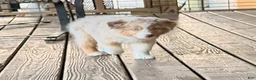 Australian Shepherd dogs for sale: AKC 1 Alex - Ad 2