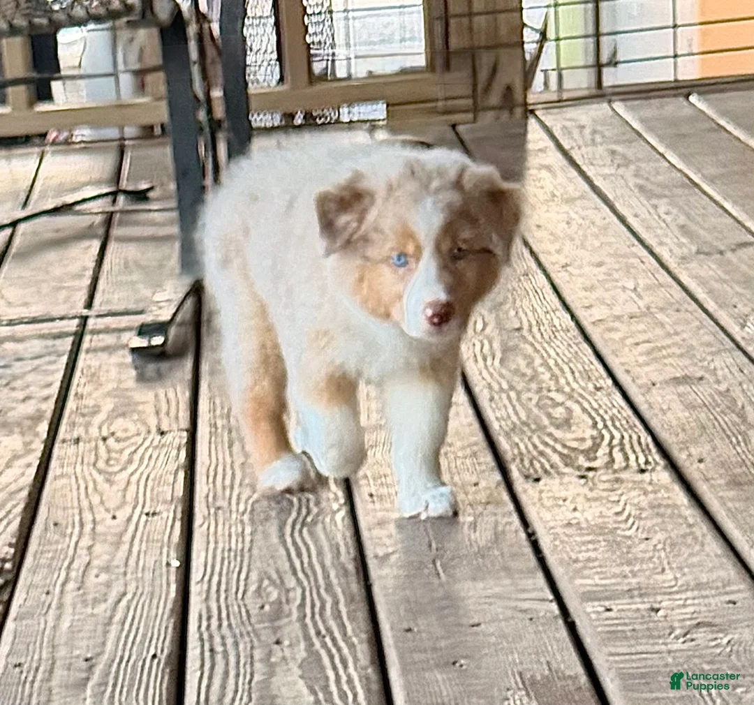 Australian Shepherd dogs for sale: AKC 1 Alex - Ad 2