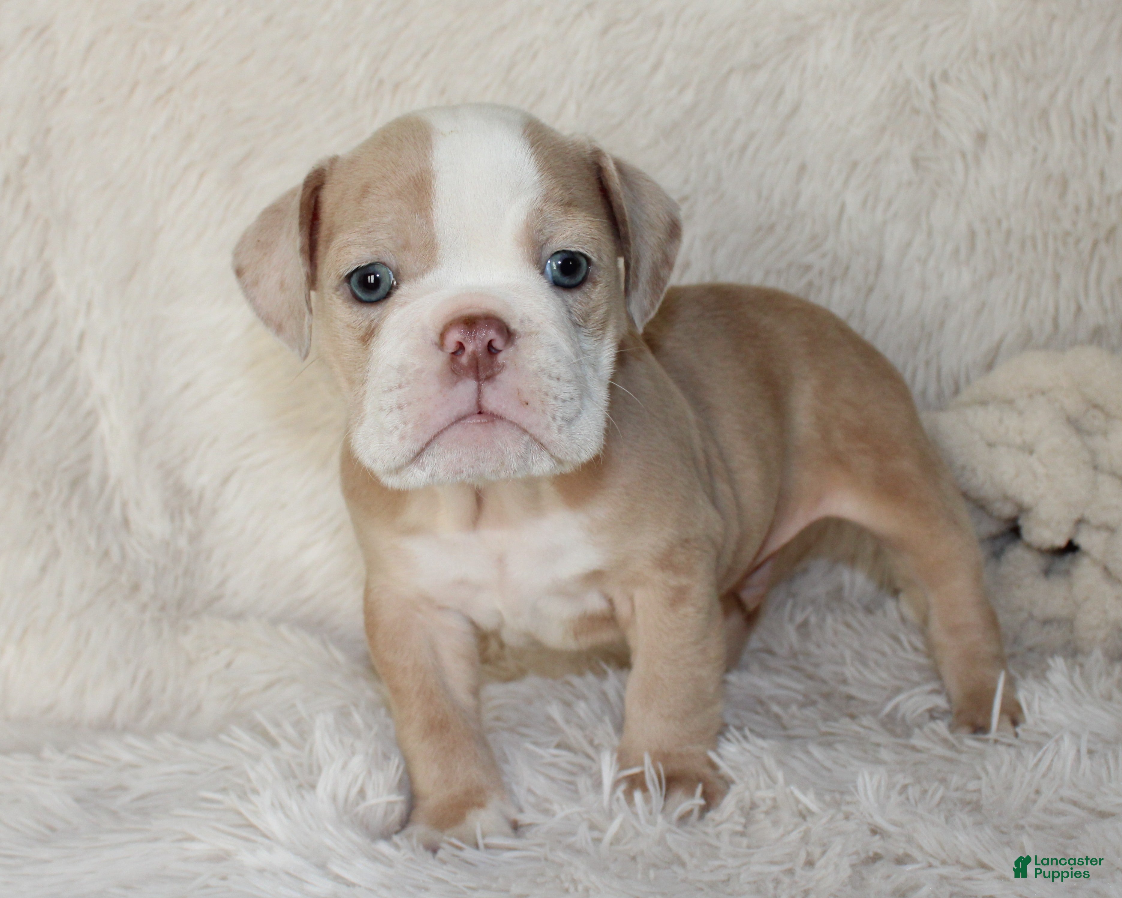 English Bulldog dogs Kory - Ad 2