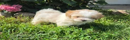 Shihpoo dogs for sale: Wendy - Ad 2