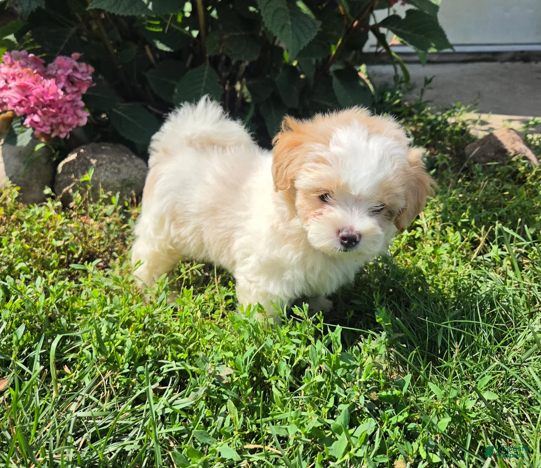 Shihpoo dogs for sale: Wendy - Ad 2
