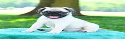 Pug dogs for sale: Samuel - Ad 3
