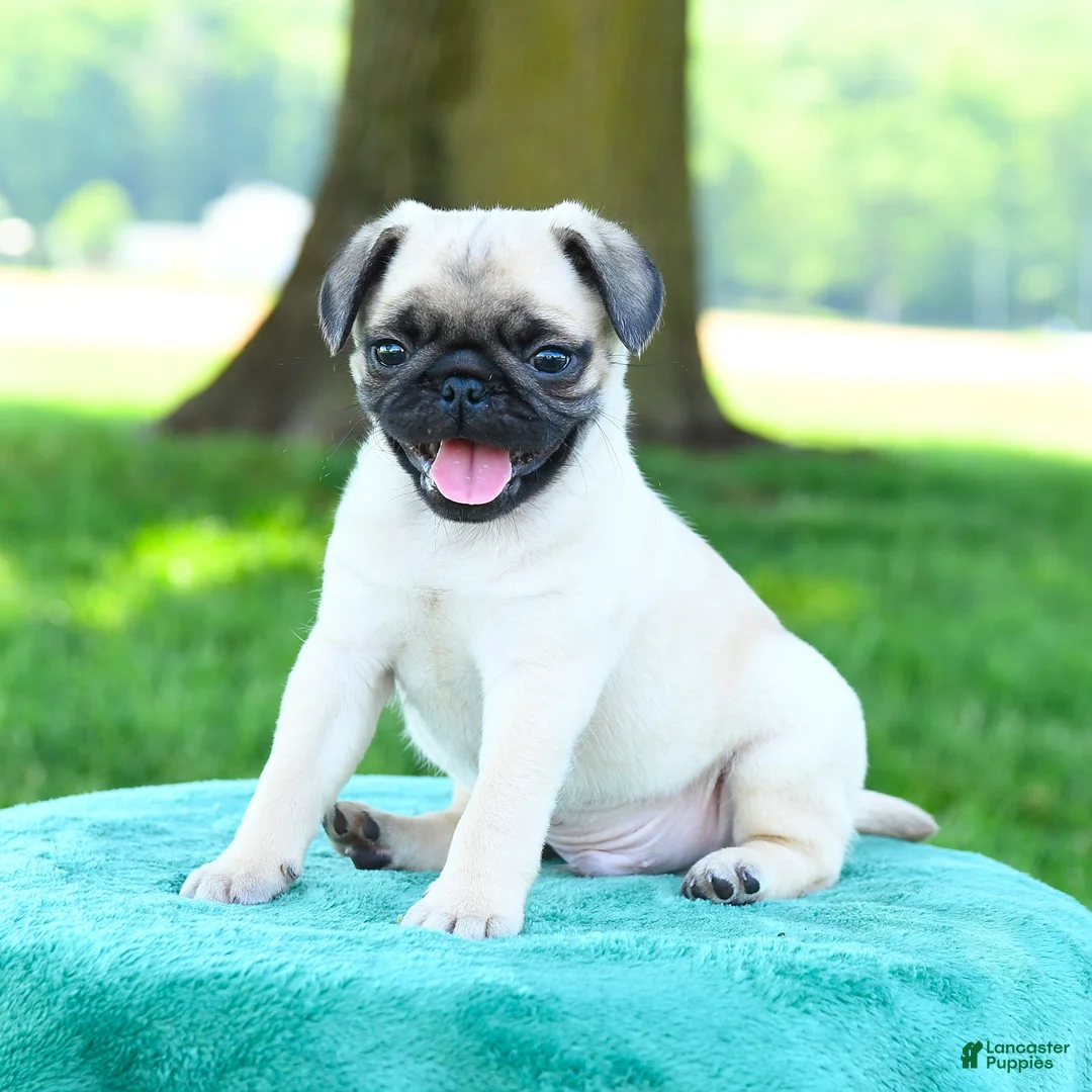Pug dogs for sale: Samuel - Ad 3