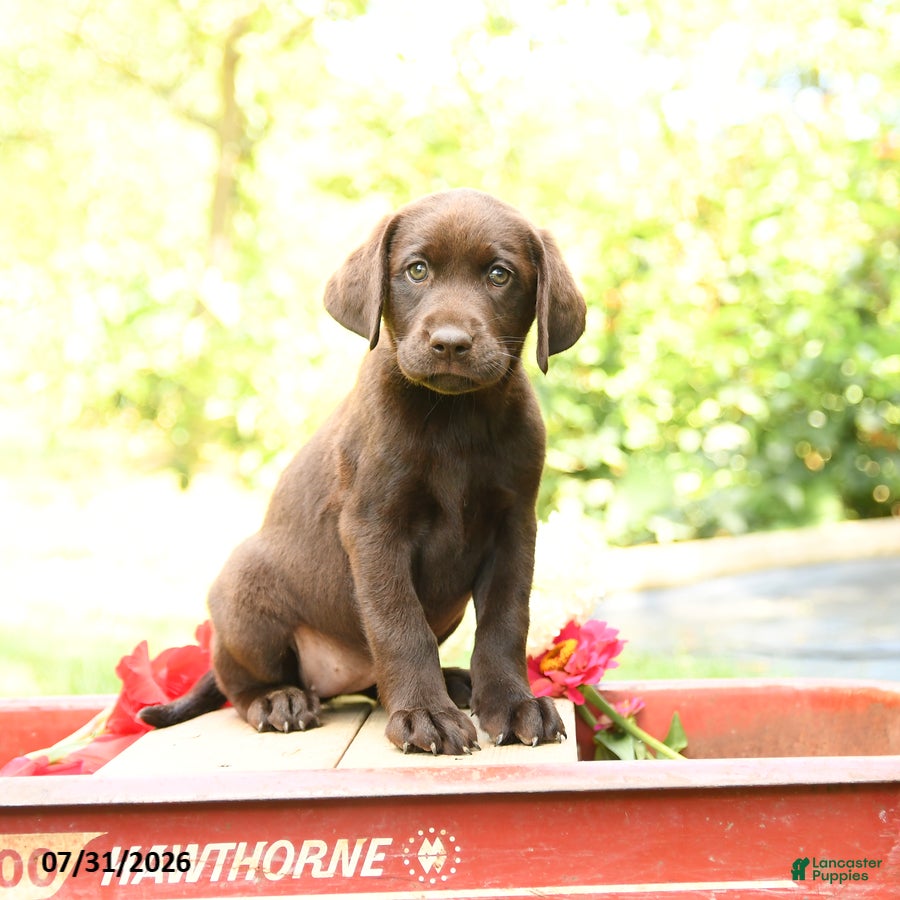 Labrador Retriever dogs Blossom - Ad 1