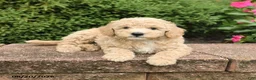 Miniature Poodle dogs for sale: Seth - Ad 2