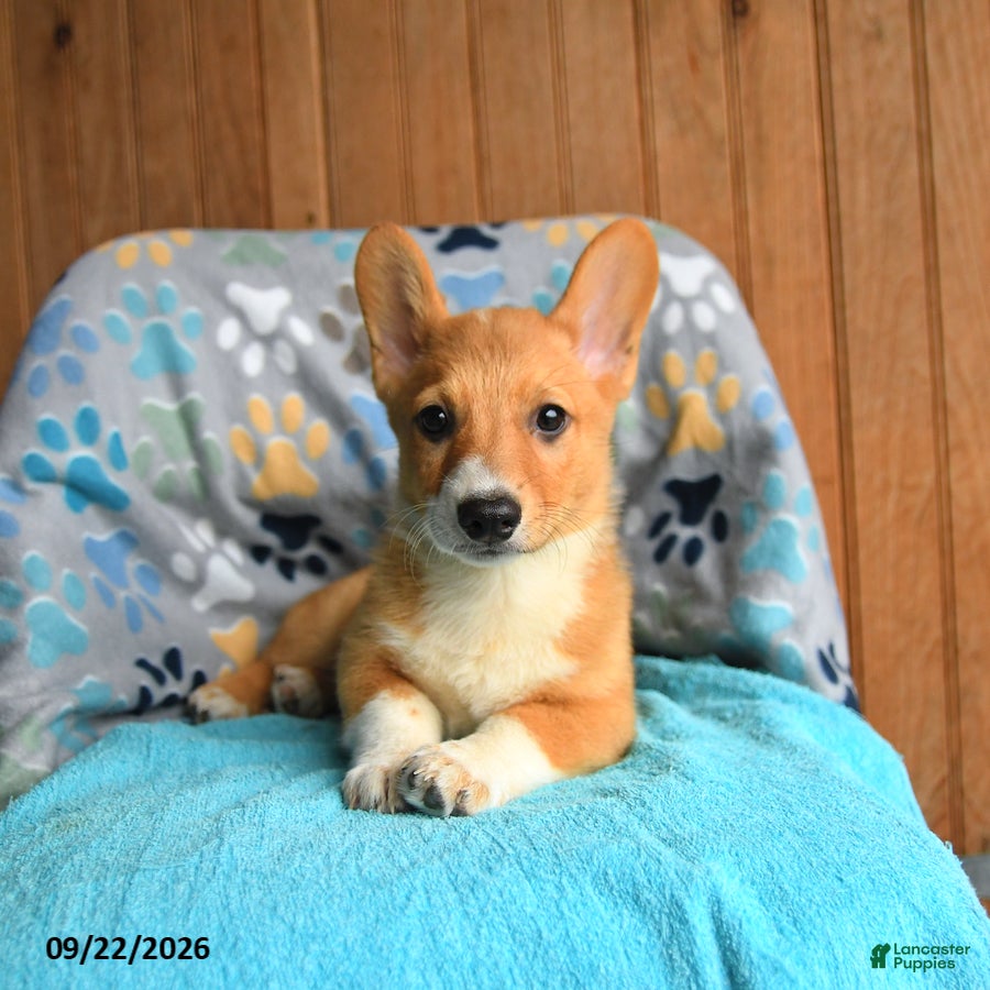 Welsh Corgi Pembroke dogs Pickles - Ad 1