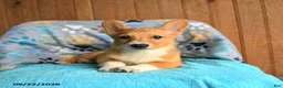 Welsh Corgi Pembroke dogs for sale: Pickles - Ad 1