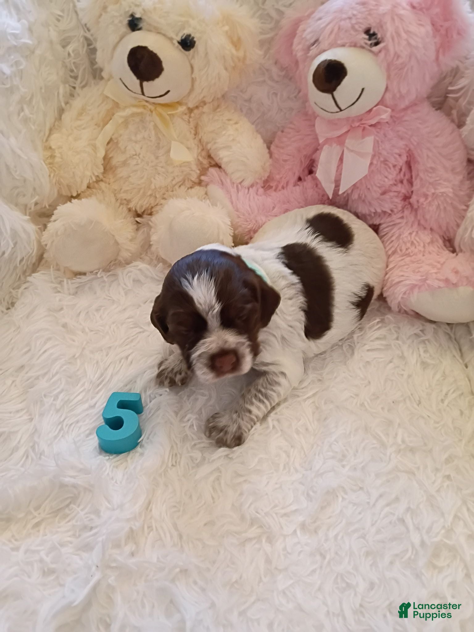 Brittany Spaniel dogs Brittany Spaniel 5 - Ad 1