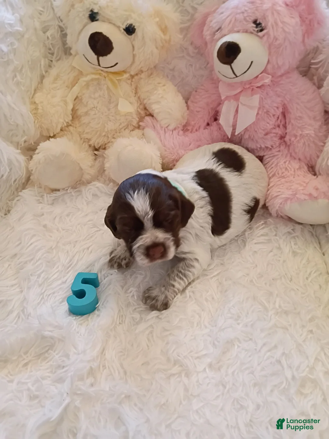 Brittany Spaniel dogs for sale: Brittany Spaniel 5 - Ad 1